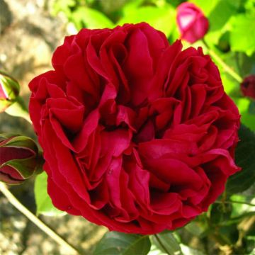 Rosa Red Eden Rose - Klimroos