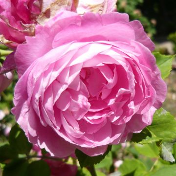 Rosa La Reine Victoria - Historische roos