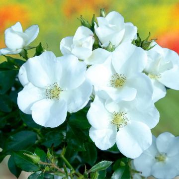 Rosa Nectar Garden Escimo - Polyantharoos