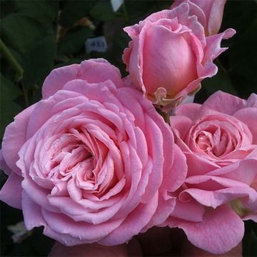 Rosa Summer Romance - Grootbloemige roos