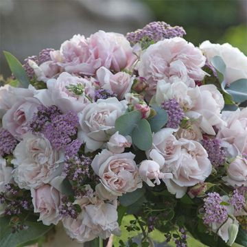 Rosa Constanze Mozart - Trosroos