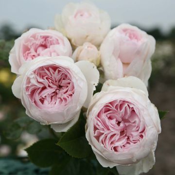 Rosa Herzogin Christiana - Trosroos