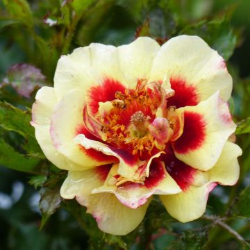 Rosa Pastel Babylon Eyes - Struikroos