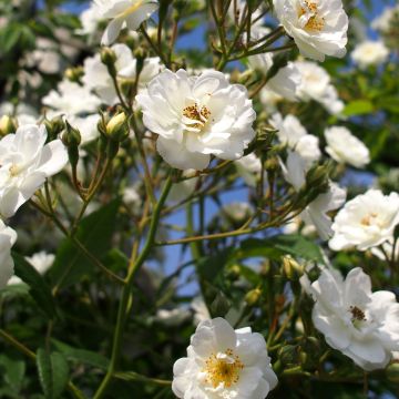 Rosa Rambling Rector - Ramblerroos