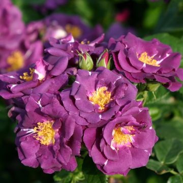 Rosa Rhapsody in Blue - Trosroos