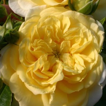 Rosa Solero - Trosroos