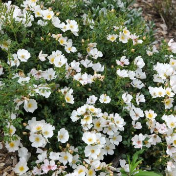 Rosa Sonnenröschen - Polyantharoos