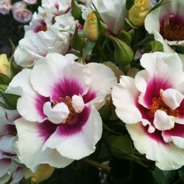 Rosa See You in Purple - Struikroos