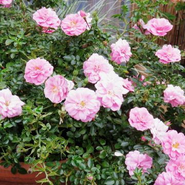Rosa Sweet Knirps - Polyantharoos