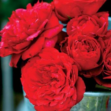 Rosa Generosa® Zayed of Abu Dhabi - Struikroos