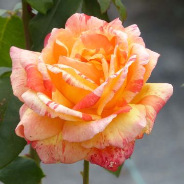 Rosa André Willemse - Grootbloemige roos