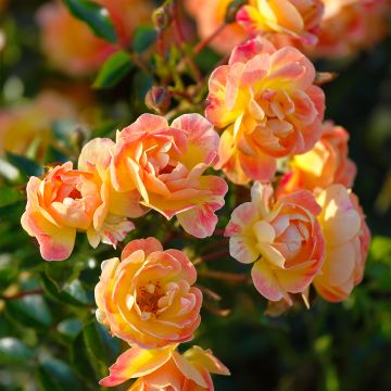 Rosa Bienenweide Fruity - Polyantharoos