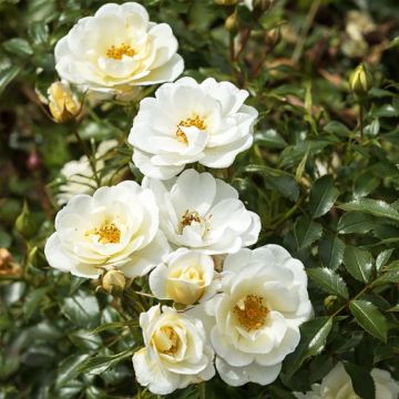 Rosa Bijenweelde Ivory - Polyantharoos