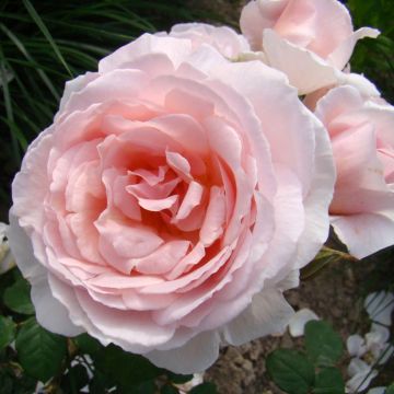 Rosa Caroline's Heart - Trosroos