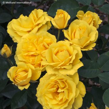 Rosa Carte d'Or - Trosroos