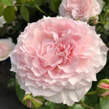 Rosa Catherine Meurisse - Trosroos