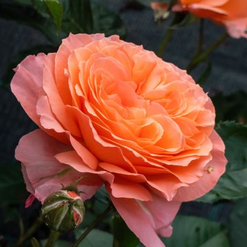 Rosa Don Pacello - Trosroos