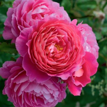 Rosa Folle Courtisane - Trosroos