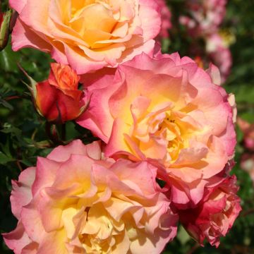 Rosa Hedge Charmers - Trosroos