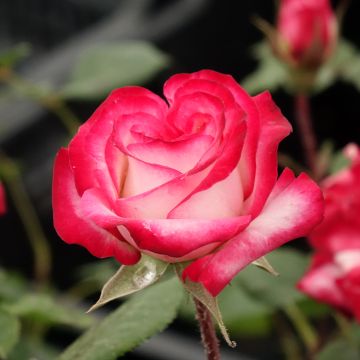 Rosa Minuette - Trosroos