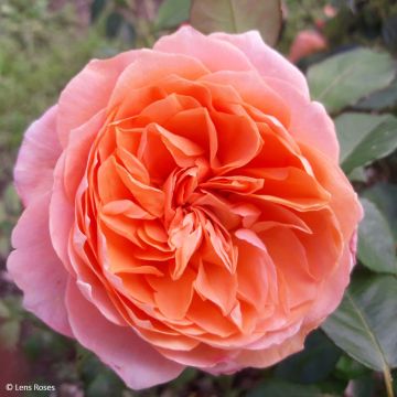 Rosa Marc's Jubilee - Trosroos