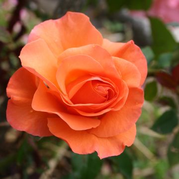 Rosa Orange Sensation - Trosroos