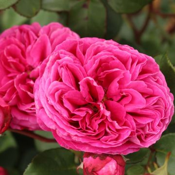 Rosa Freifrau Caroline - Trosroos