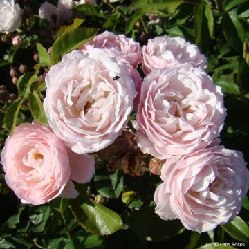 Rosa Rose de la Petite Chabotte - Trosroos