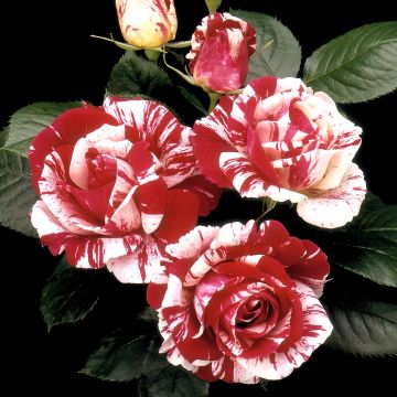 Rosa Scentimental - Trosroos