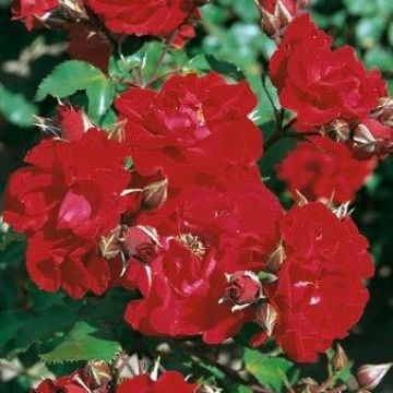 Rosa Roter Korsar - Stamroos