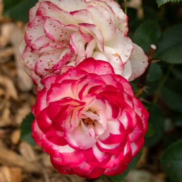 Rosa Zelda - Trosroos