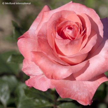 Rosa Arthur Rimbaud - Grootbloemige roos