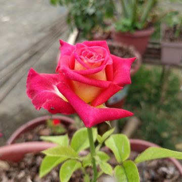 Rosa Bicolette - Grootbloemige roos