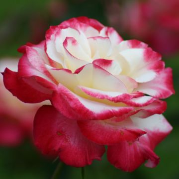 Rosa Double Delight - Grootbloemige roos
