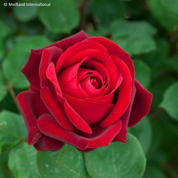 Rosa Edith Piaf - Grootbloemige roos