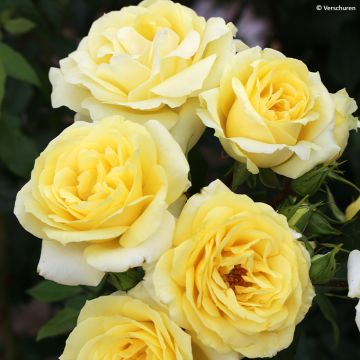 Rosa Limona - Grootbloemige roos