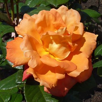 Rosa Louis de Funès - Grootbloemige roos