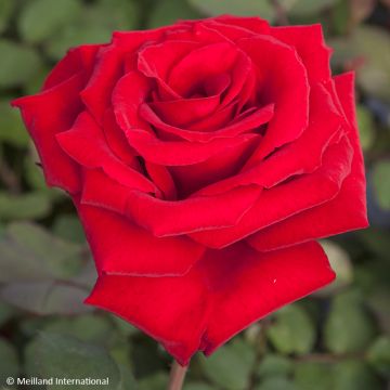 Rosa Graaf Lennart - Grootbloemige roos