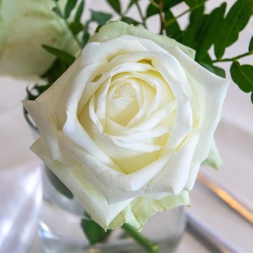 Rosa Mission Patrimoine - Grootbloemige roos