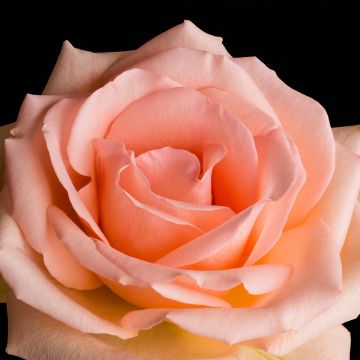 Rosa Over the Moon - Grootbloemige roos