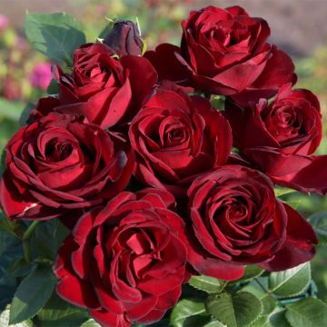 Rosa Paint it Black - Grootbloemige roos