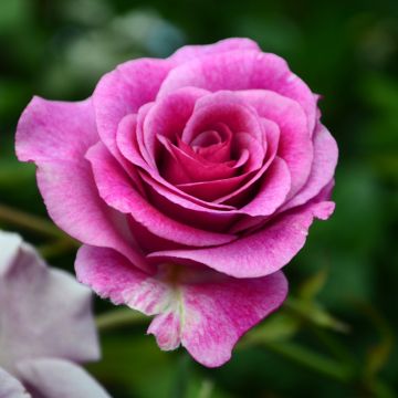 Rosa Perfume Factory - Grootbloemige roos