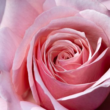 Rosa Pierre de Luxembourg - Grootbloemige roos