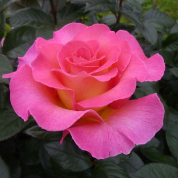 Rosa Pink Paradise - Grootbloemige roos