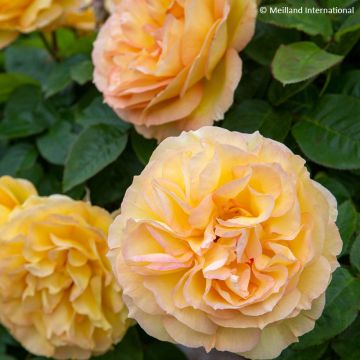Rosa Summertime - Grootbloemige roos