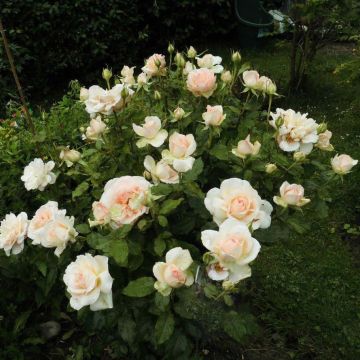 Rosa Chandos Beauty - Grootbloemige roos