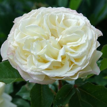 Rosa Tobago Odore - Grootbloemige roos