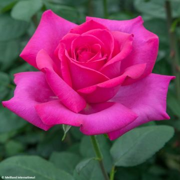 Rosa Sexy Perfumella - Grootbloemige roos