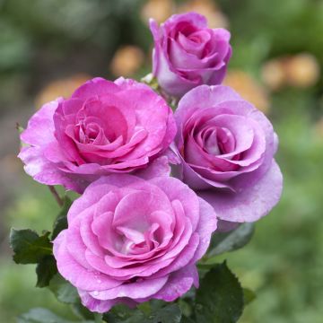 Rosa Violette Parfumée - Grootbloemige roos