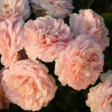 Rosa Cremosa - Struikroos